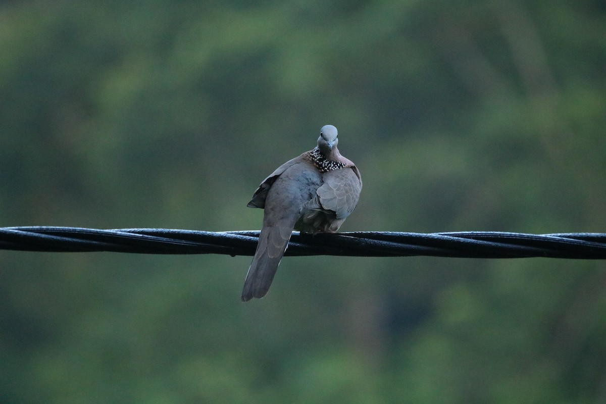 Spotted Dove - ML610831276