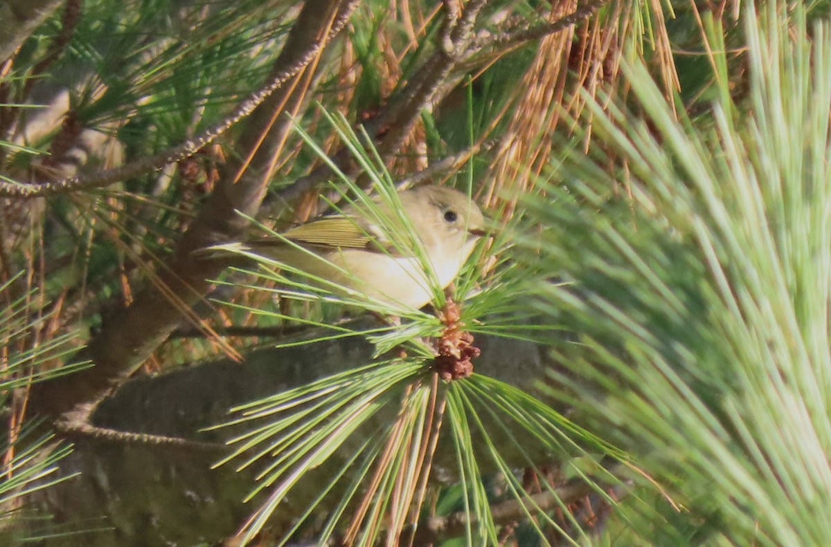 Ruby-crowned Kinglet - ML610831308