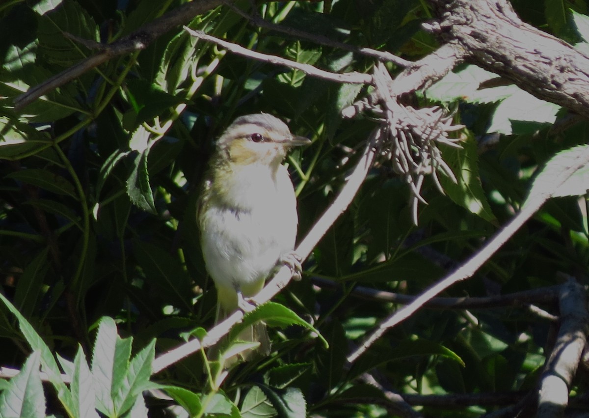 Red-eyed/Chivi Vireo - Gary Prescott