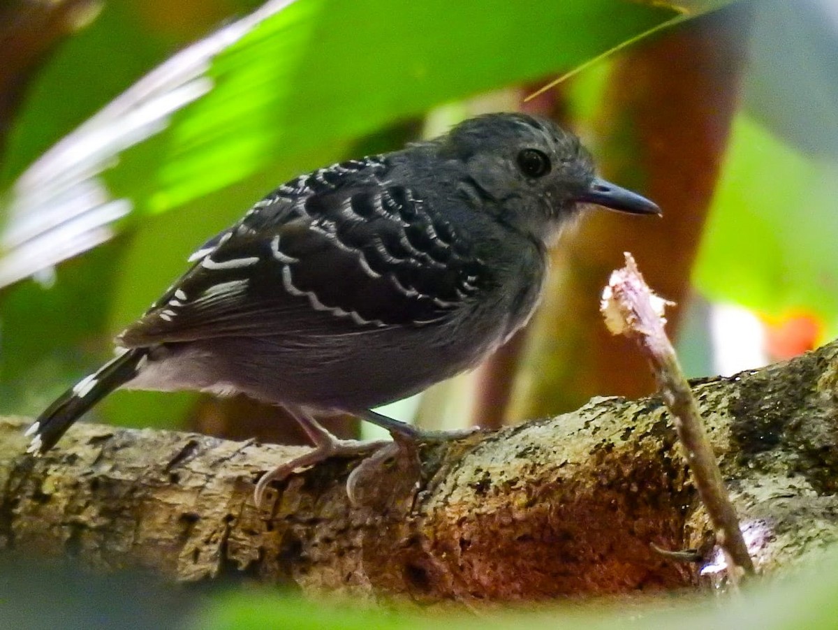 Common Scale-backed Antbird - ML610831373