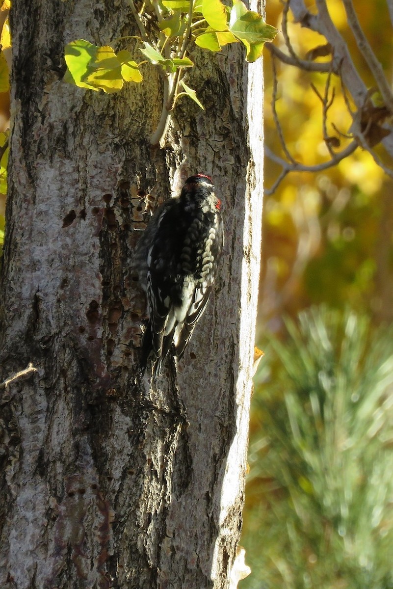 Red-naped Sapsucker - ML610831375