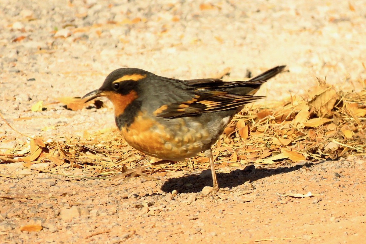 Varied Thrush - ML610831390