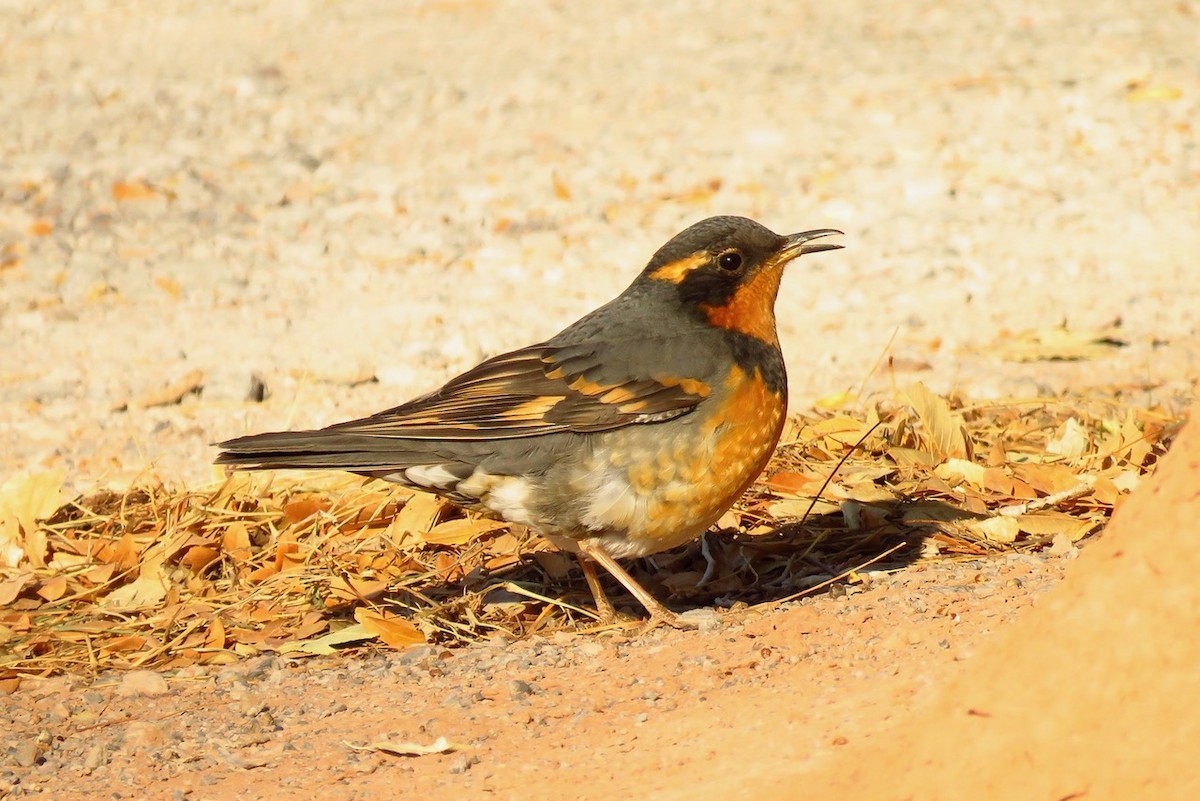 Varied Thrush - ML610831391