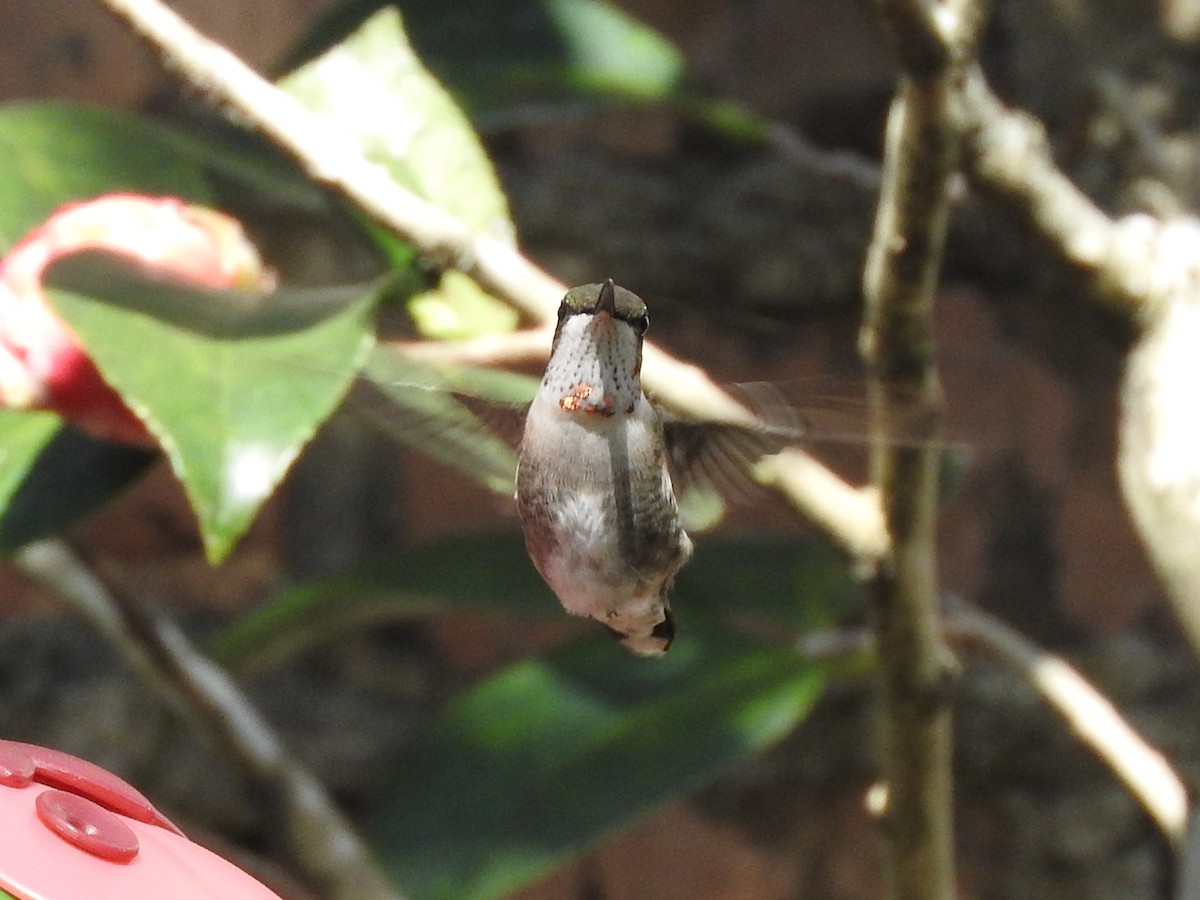 Ruby-throated Hummingbird - Alec Cowles