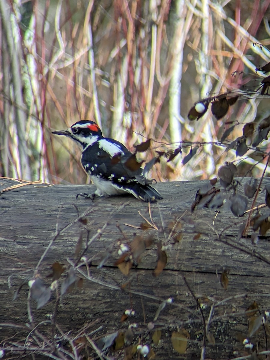 Hairy Woodpecker - ML610831409