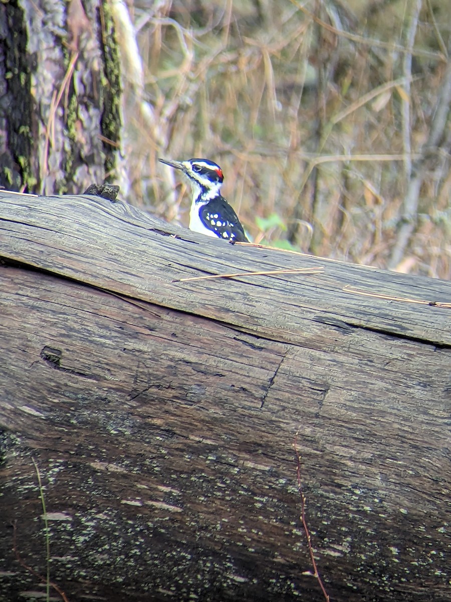 Hairy Woodpecker - ML610831410