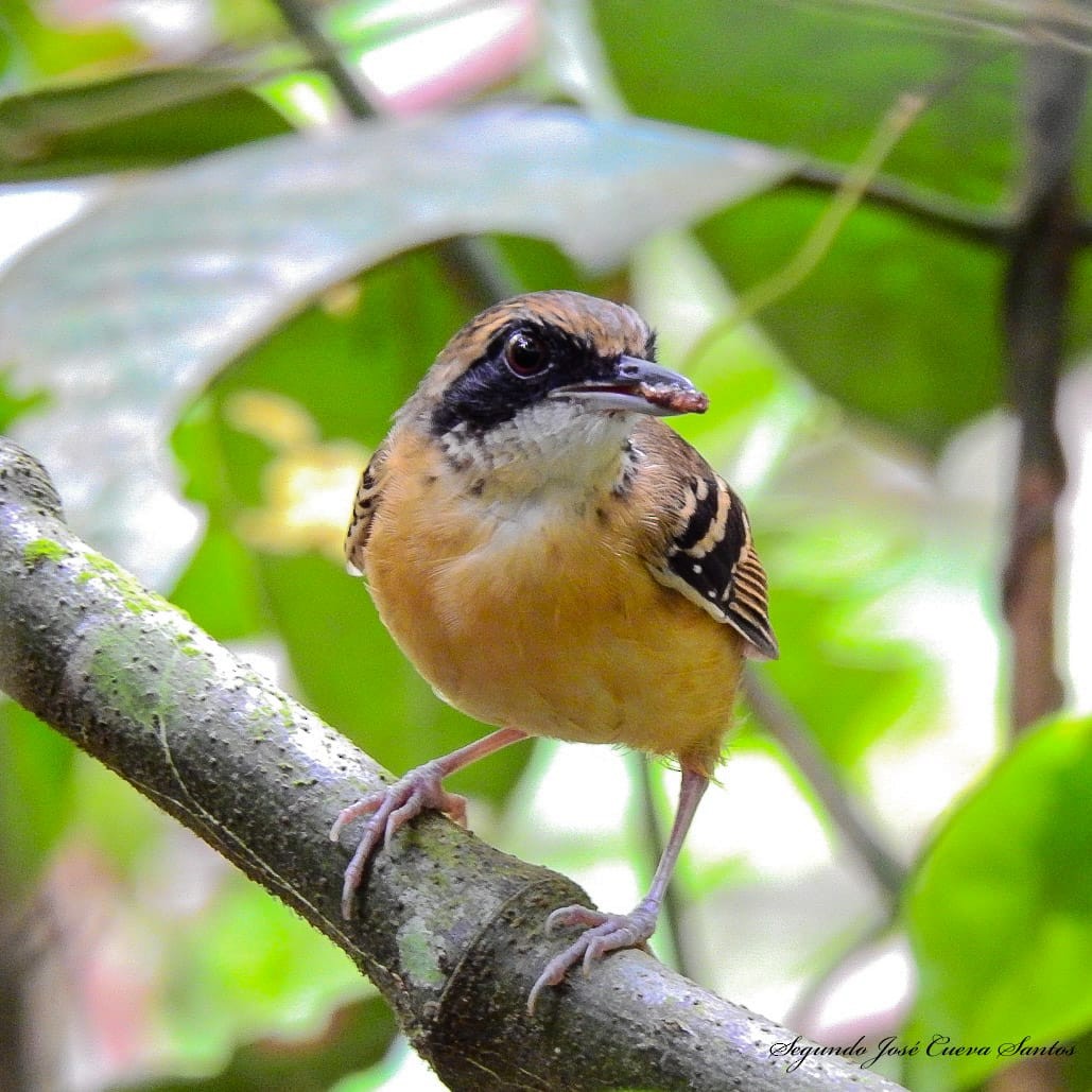 Black-faced Antbird - ML610831432