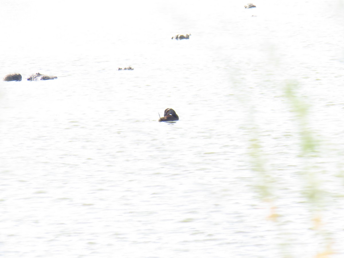 White-headed Duck - ML610831456