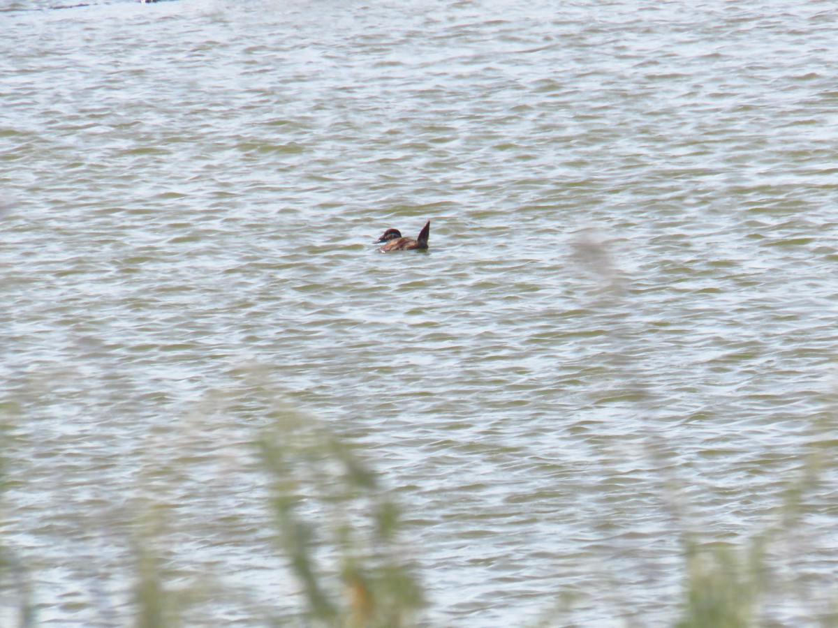 White-headed Duck - ML610831463