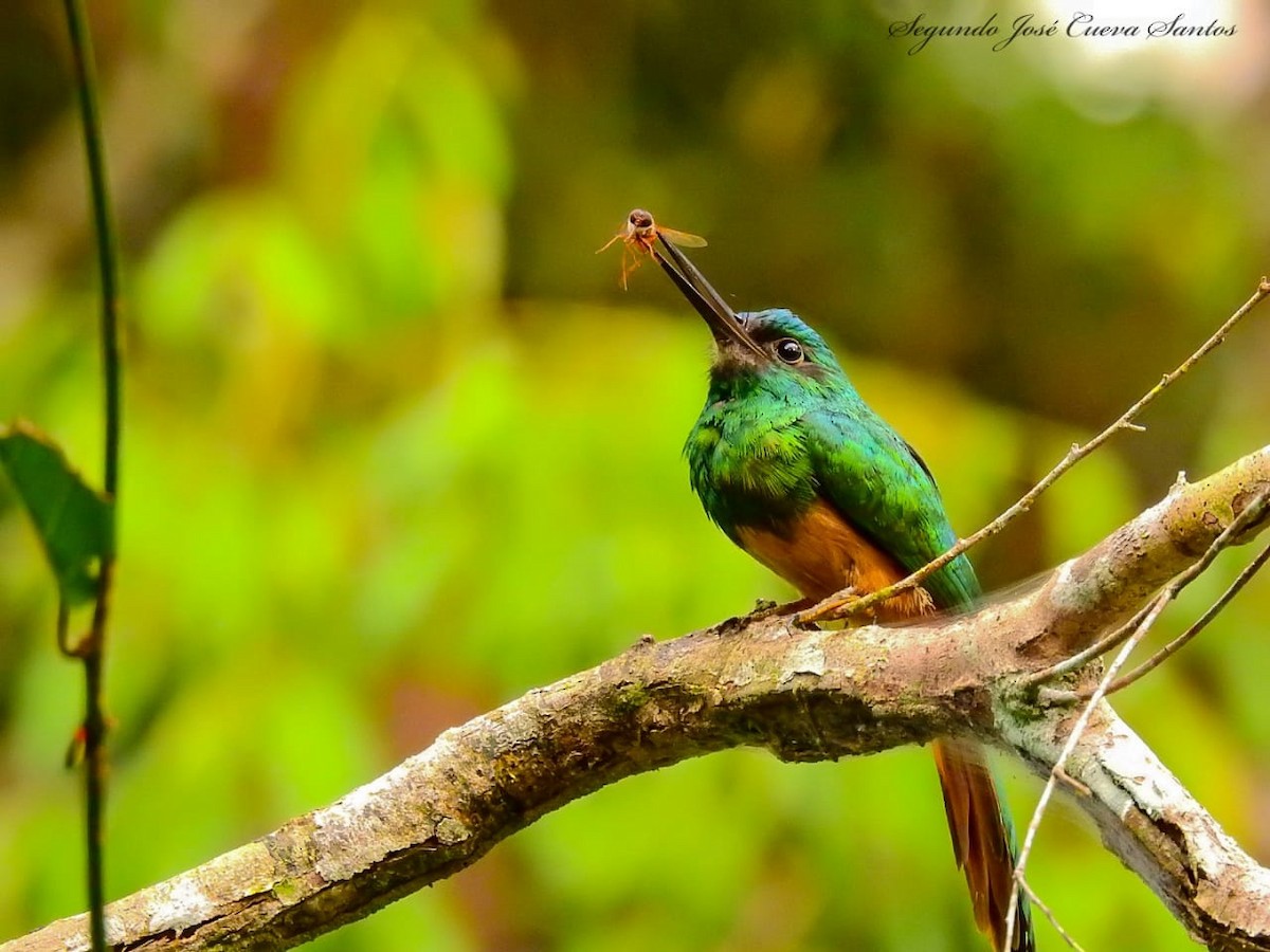 Bluish-fronted Jacamar - ML610831534