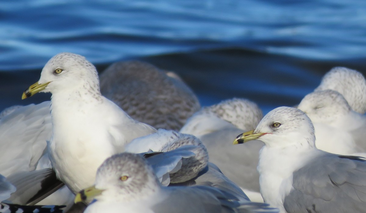 Ring-billed Gull - ML610831627