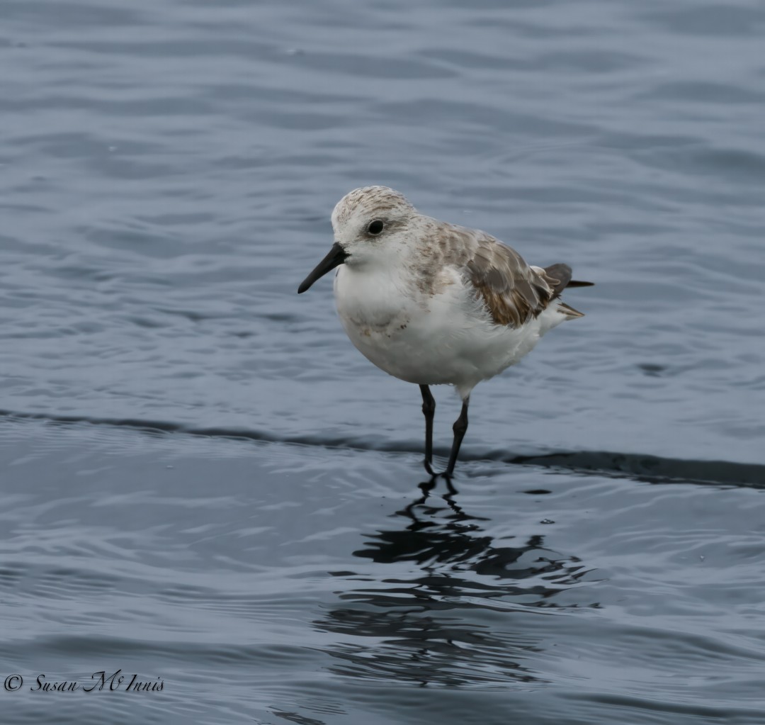 Sanderling - ML610831644