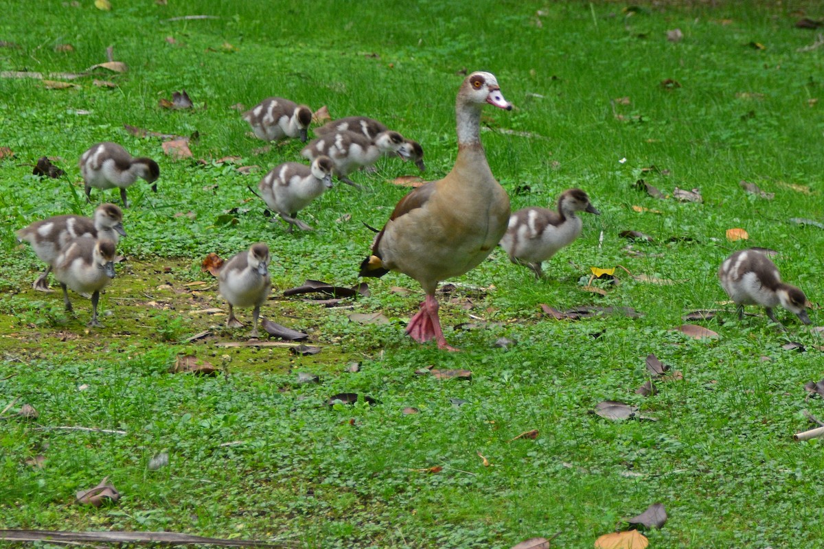 Egyptian Goose - ML610831666