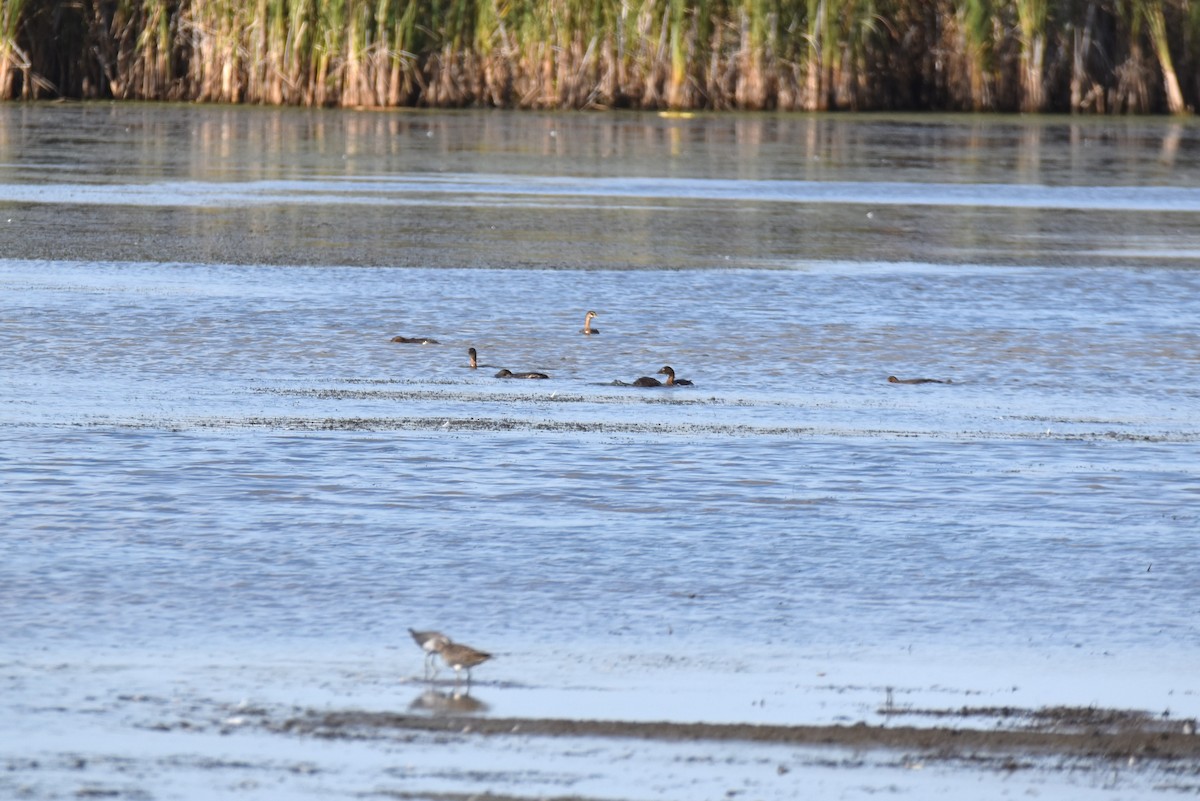 Pied-billed Grebe - ML610831667