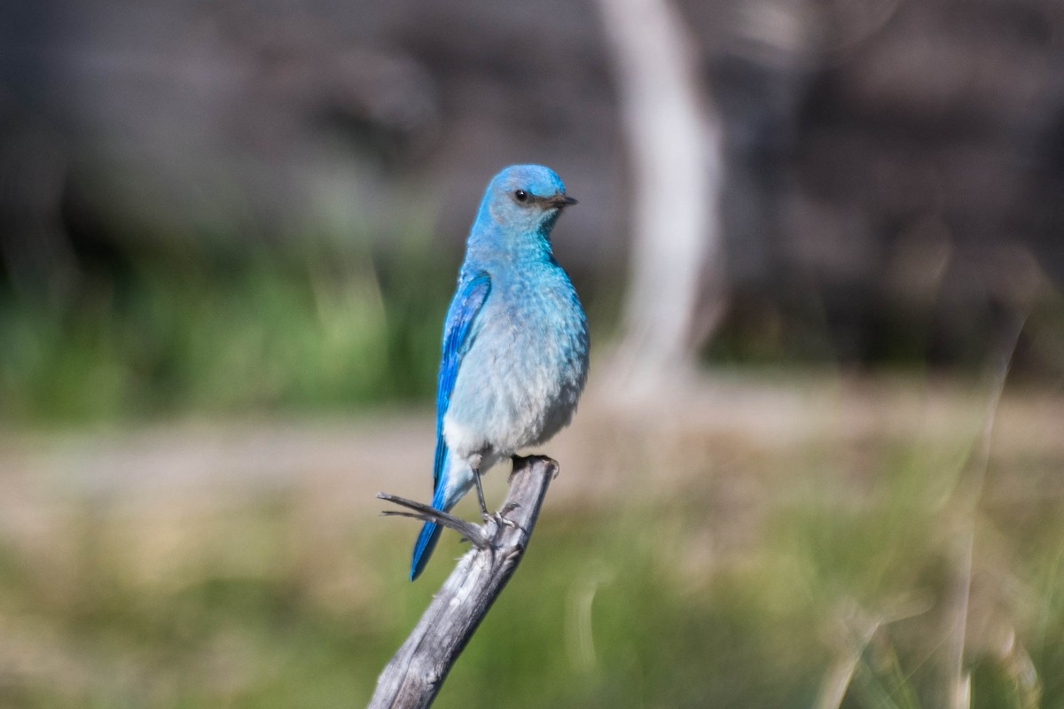 Mountain Bluebird - Joshua Little