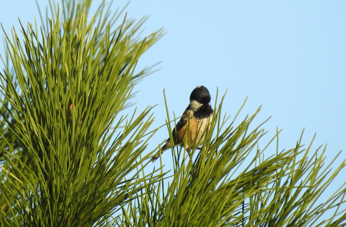 Coal Tit - Cesar Clemente