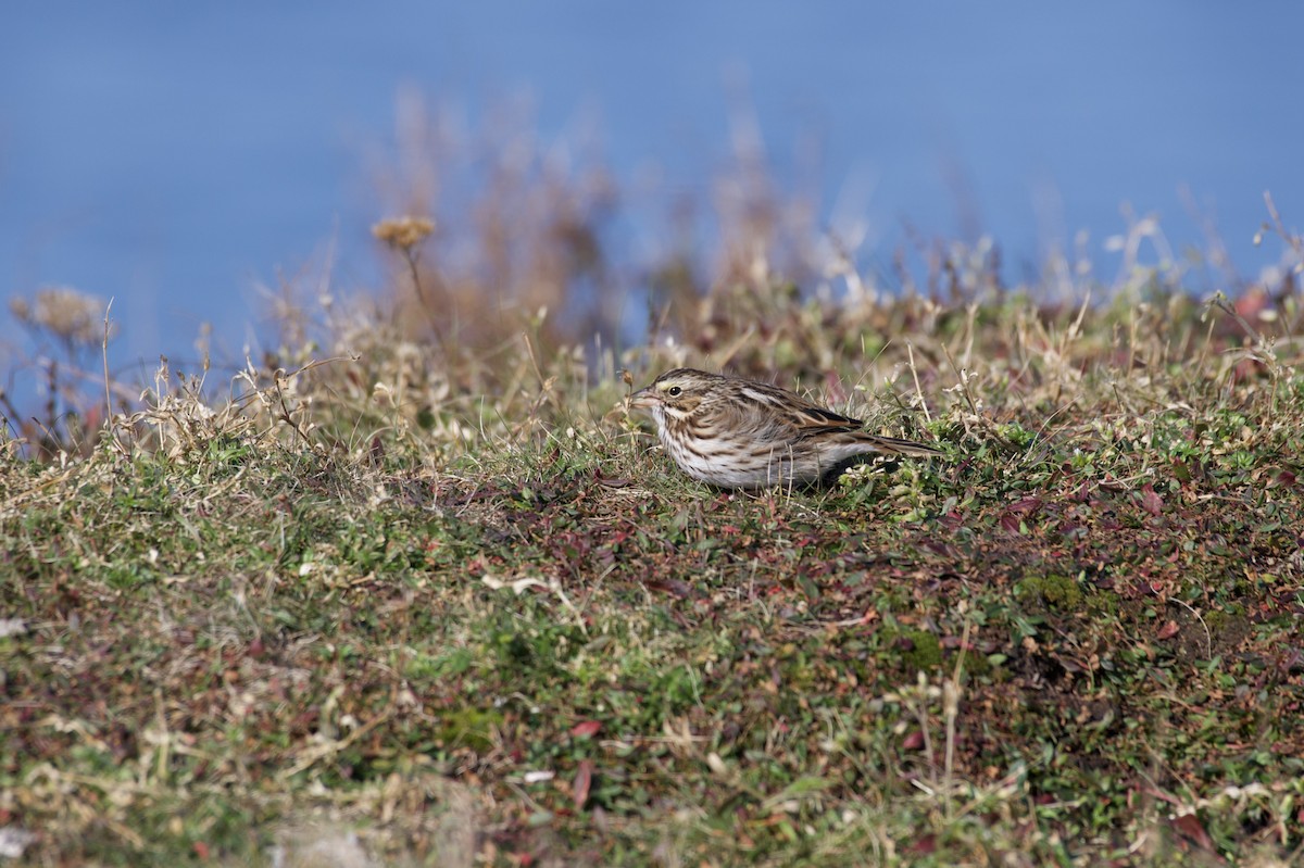 Savannah Sparrow - ML610831866