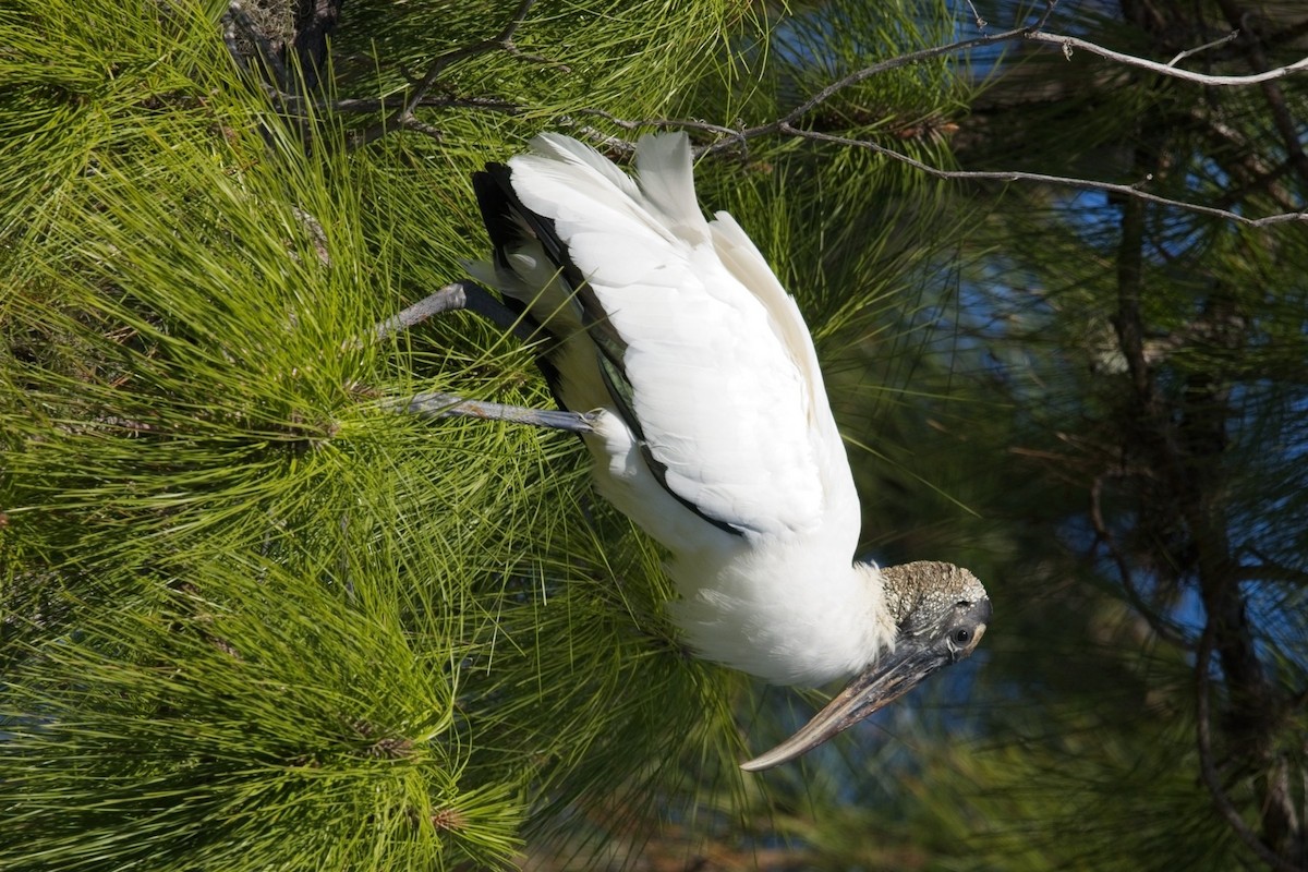 Wood Stork - george quittner