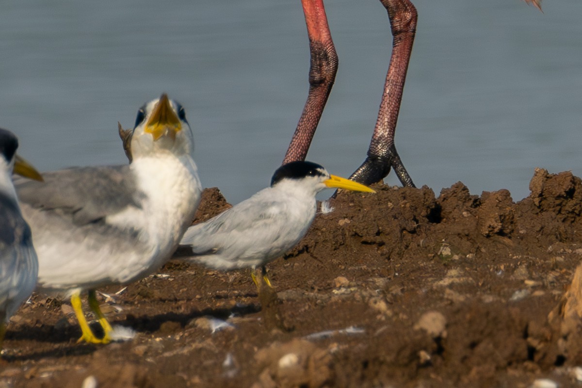 Yellow-billed Tern - ML610831956