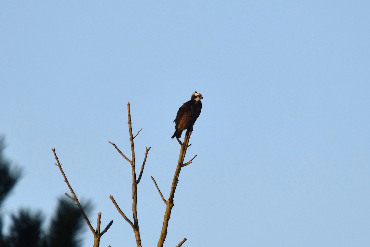 Águila Pescadora - ML610831960