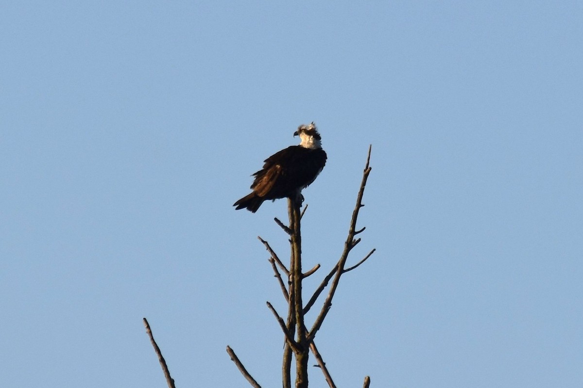 Balbuzard pêcheur - ML610831961