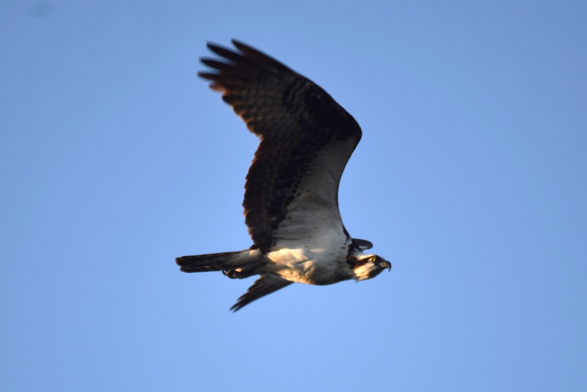 Águila Pescadora - ML610831962