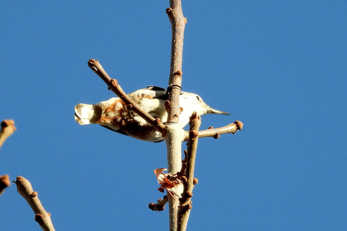 White-breasted Nuthatch - ML610831983