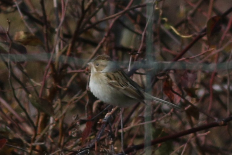 Clay-colored Sparrow - ML610831992