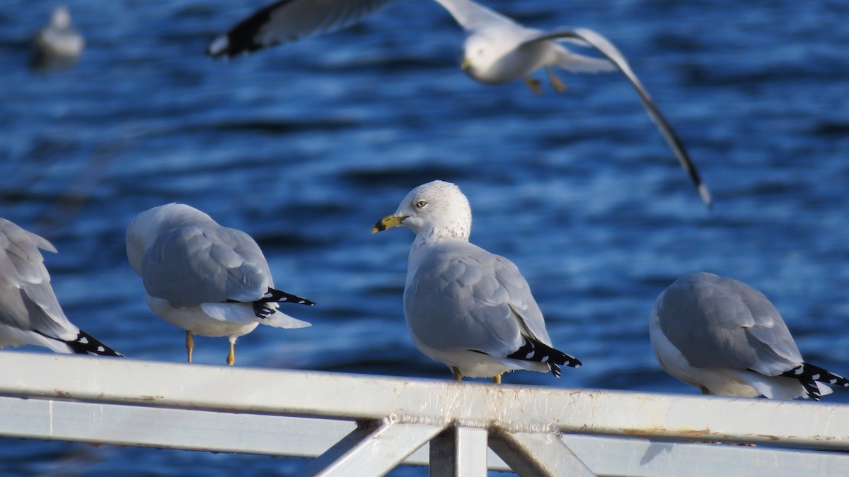 Ring-billed Gull - ML610832015