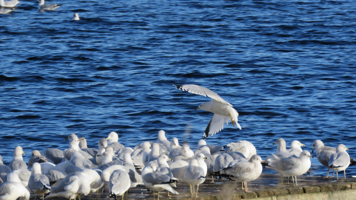 Ring-billed Gull - ML610832016