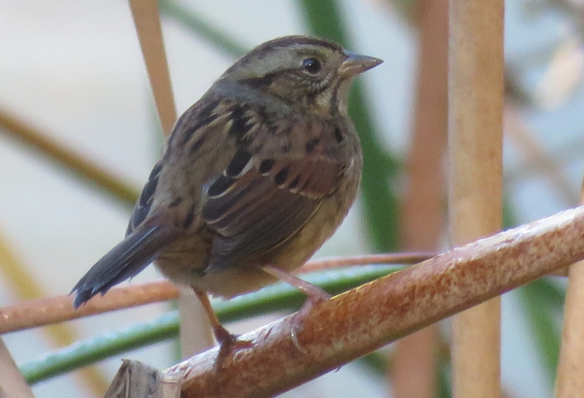Swamp Sparrow - ML610832085
