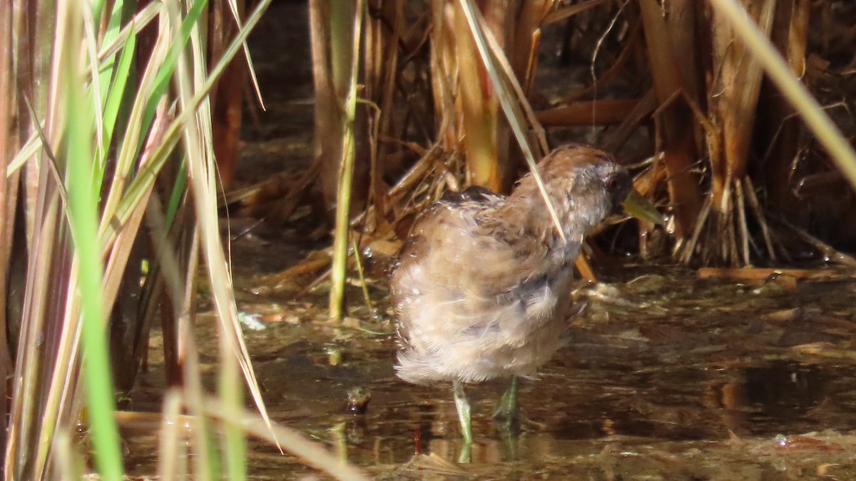 Polluela Sora - ML610832088