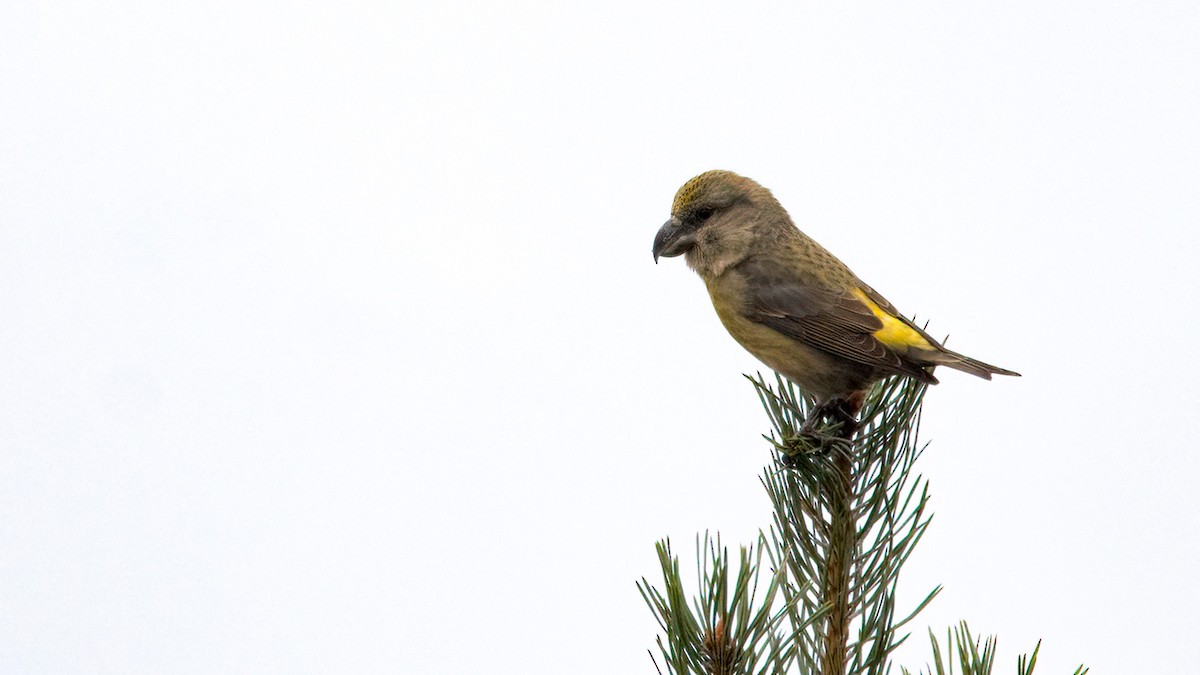 Parrot Crossbill - ML610832217