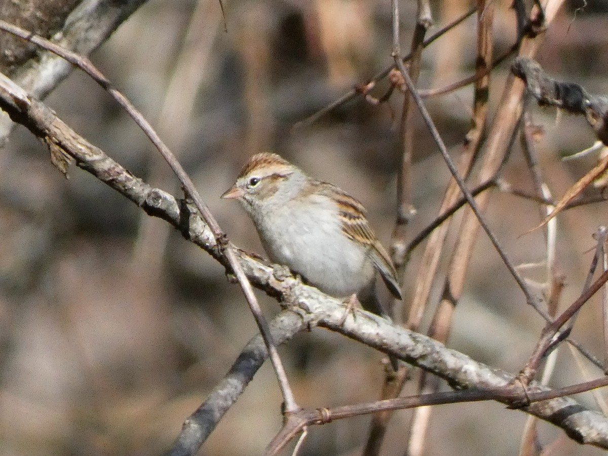 Chipping Sparrow - ML610832230