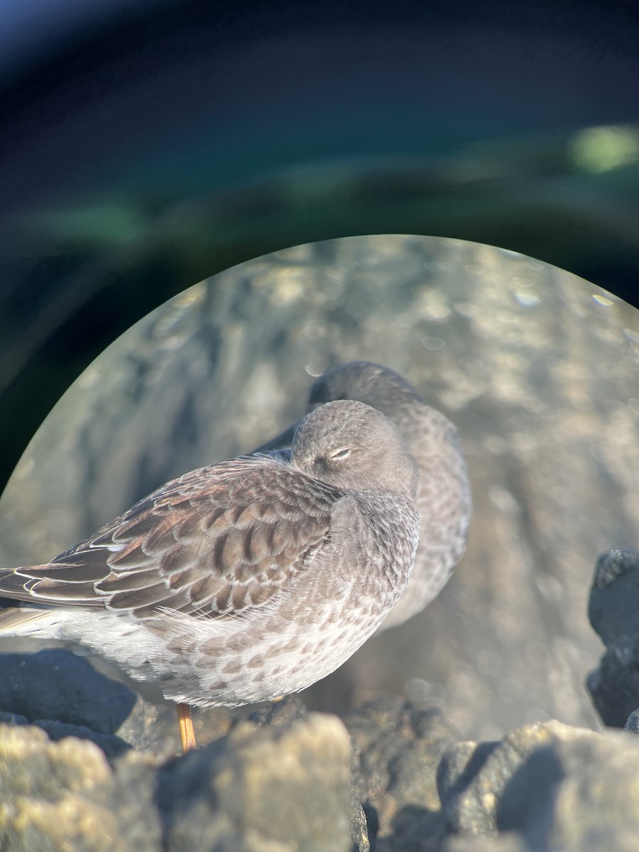 Piovanello violetto - ML610832233