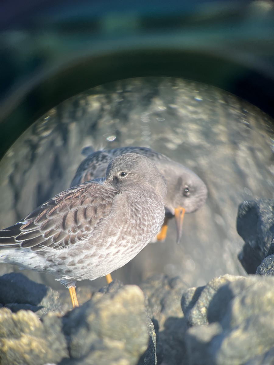 Piovanello violetto - ML610832234