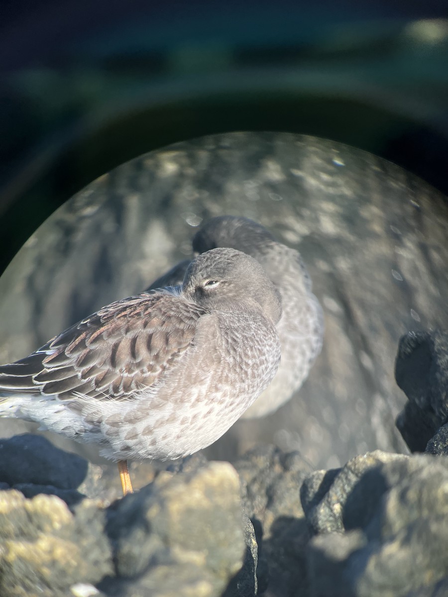 Purple Sandpiper - ML610832235