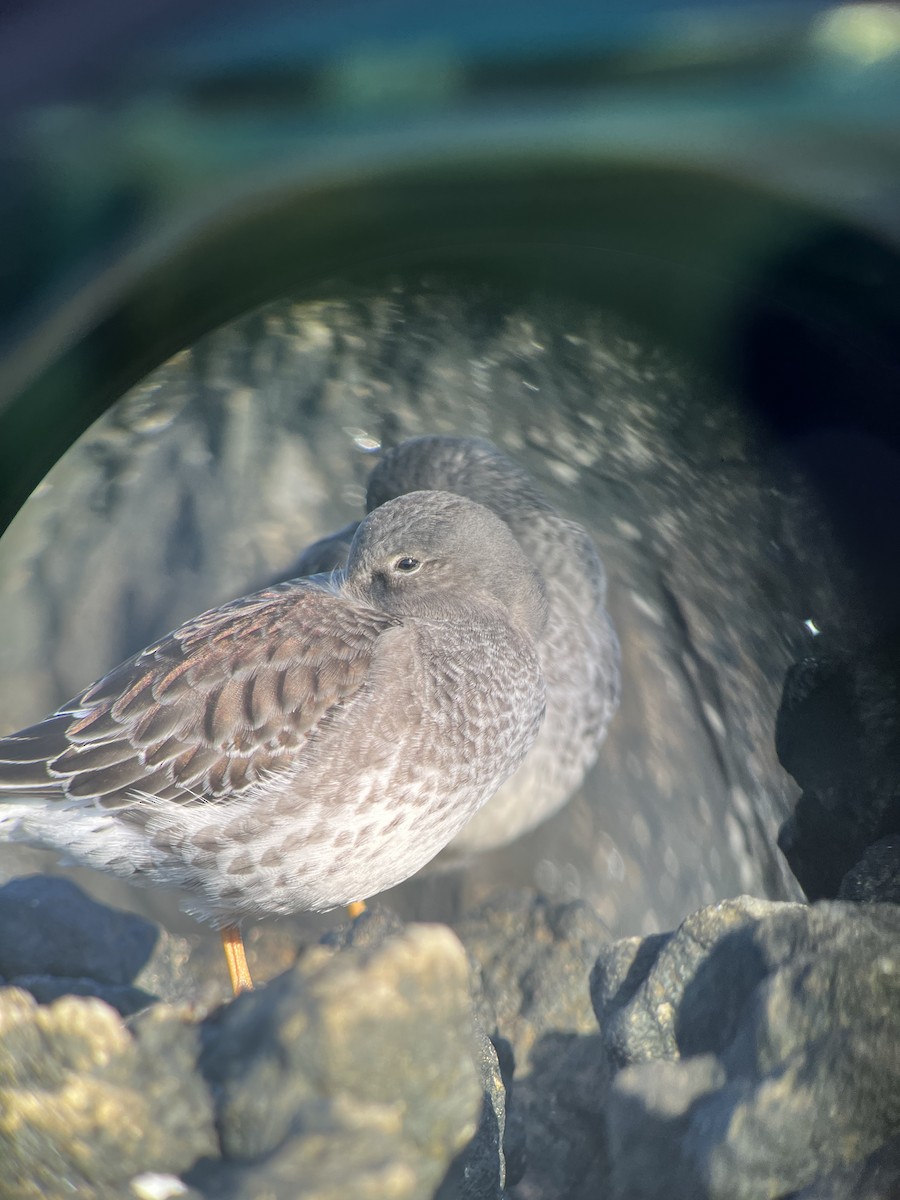 Piovanello violetto - ML610832236