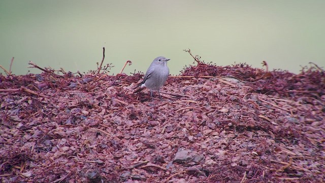 rehek domácí - ML610832280