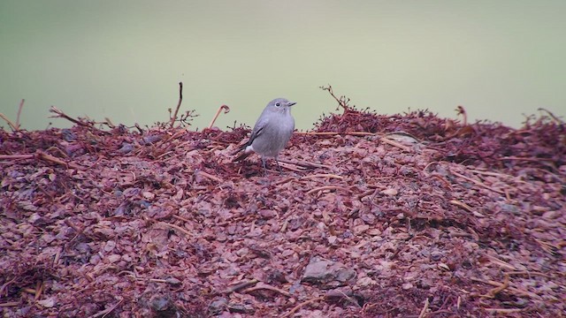 Black Redstart - ML610832280