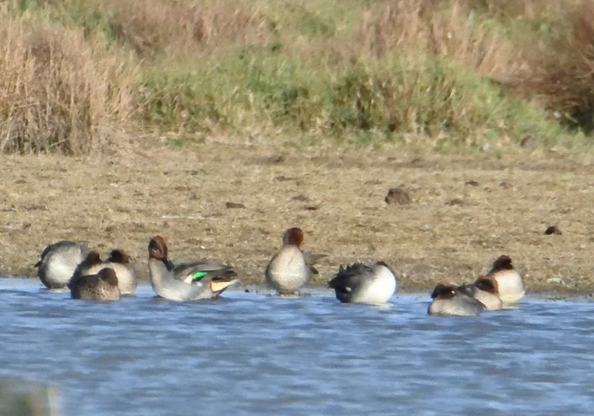 Green-winged Teal - ML610832414