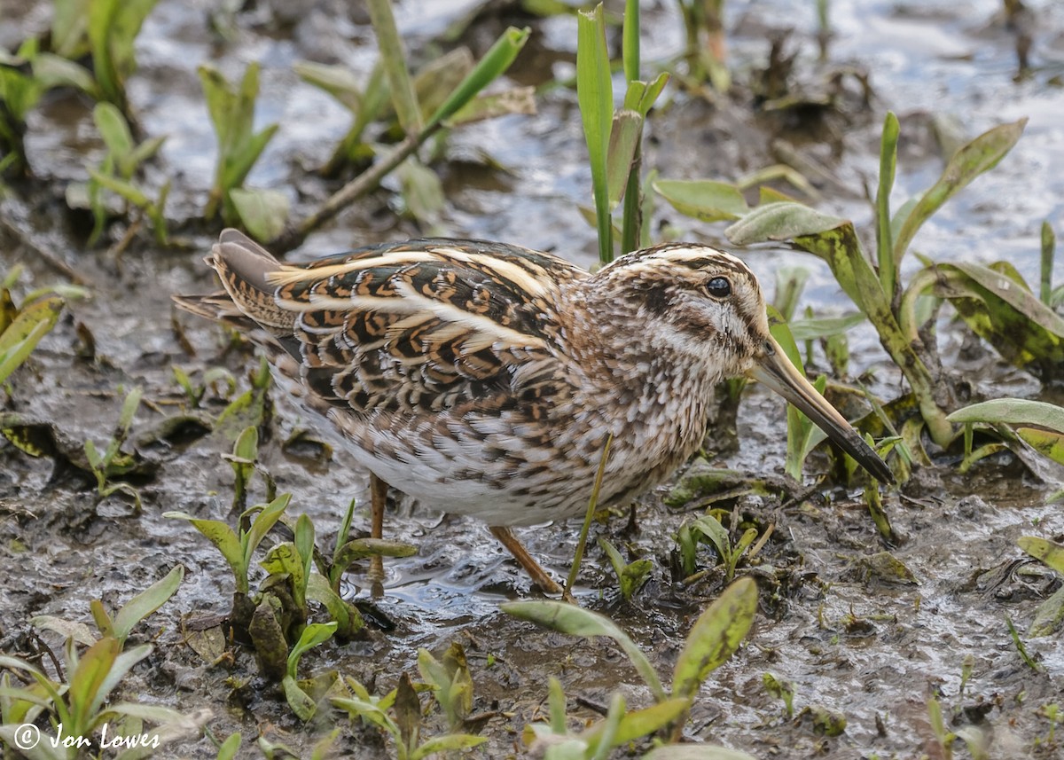 Jack Snipe - ML610832460