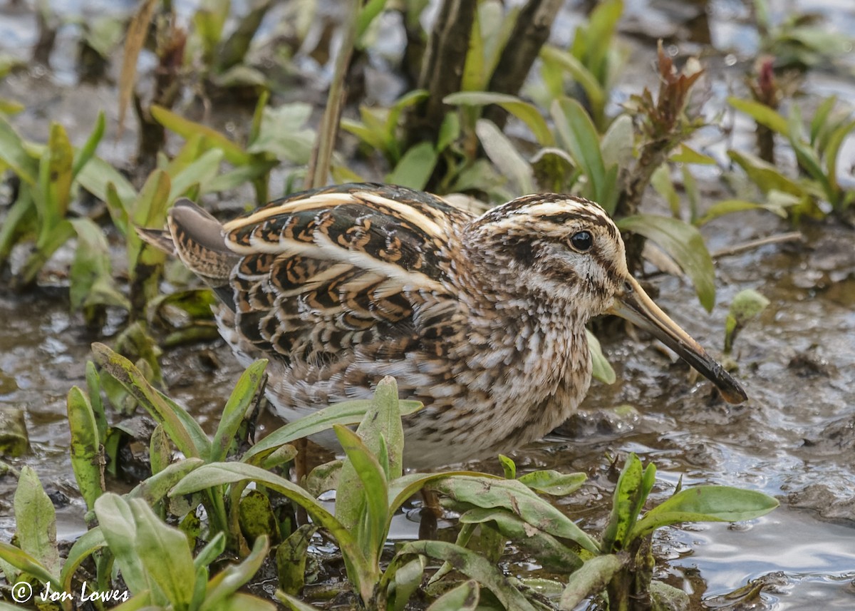 Jack Snipe - ML610832463