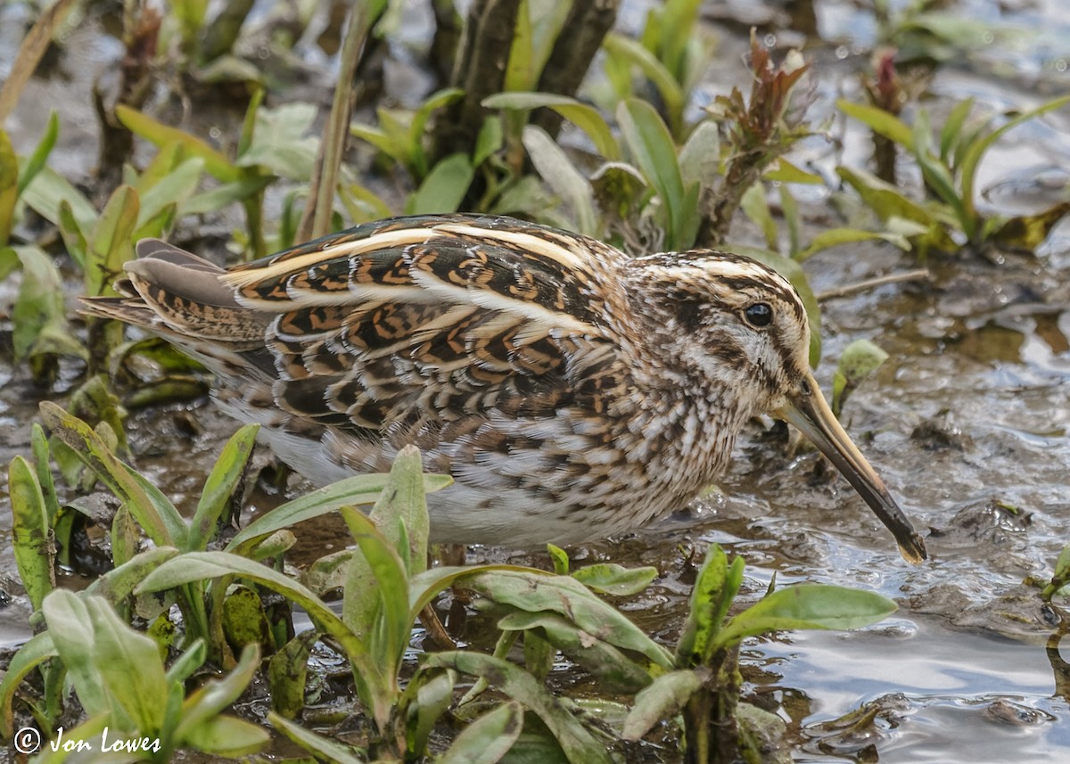 Jack Snipe - ML610832464