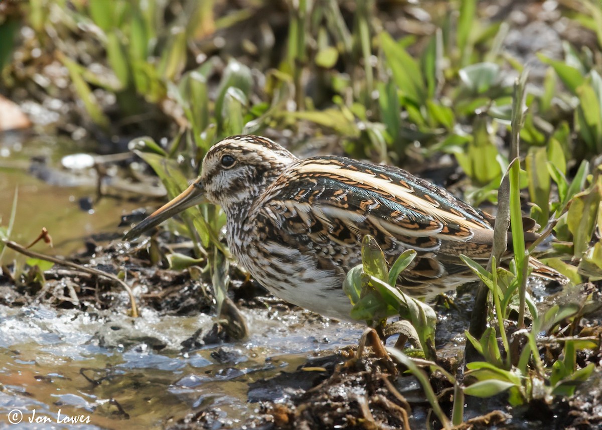 Jack Snipe - ML610832465