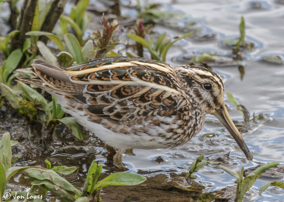 Jack Snipe - ML610832466