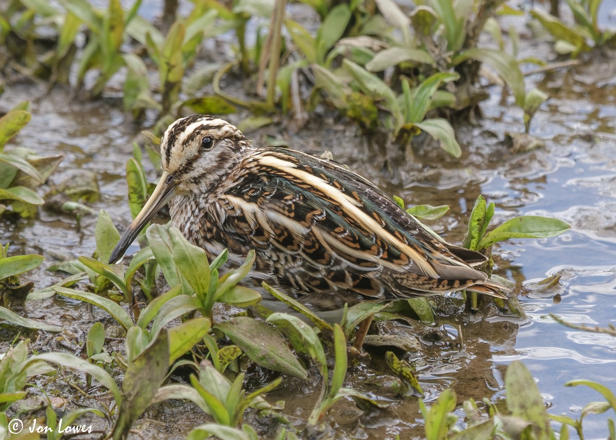 Jack Snipe - ML610832467