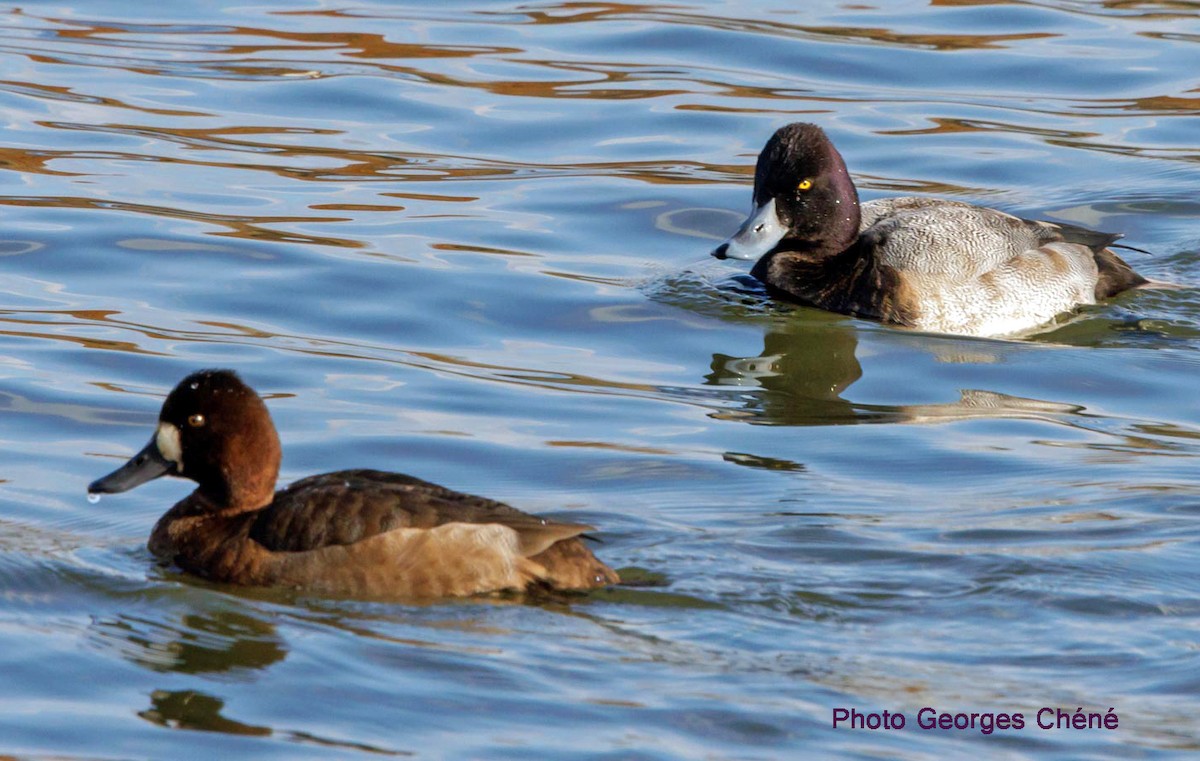 Lesser Scaup - ML610832495