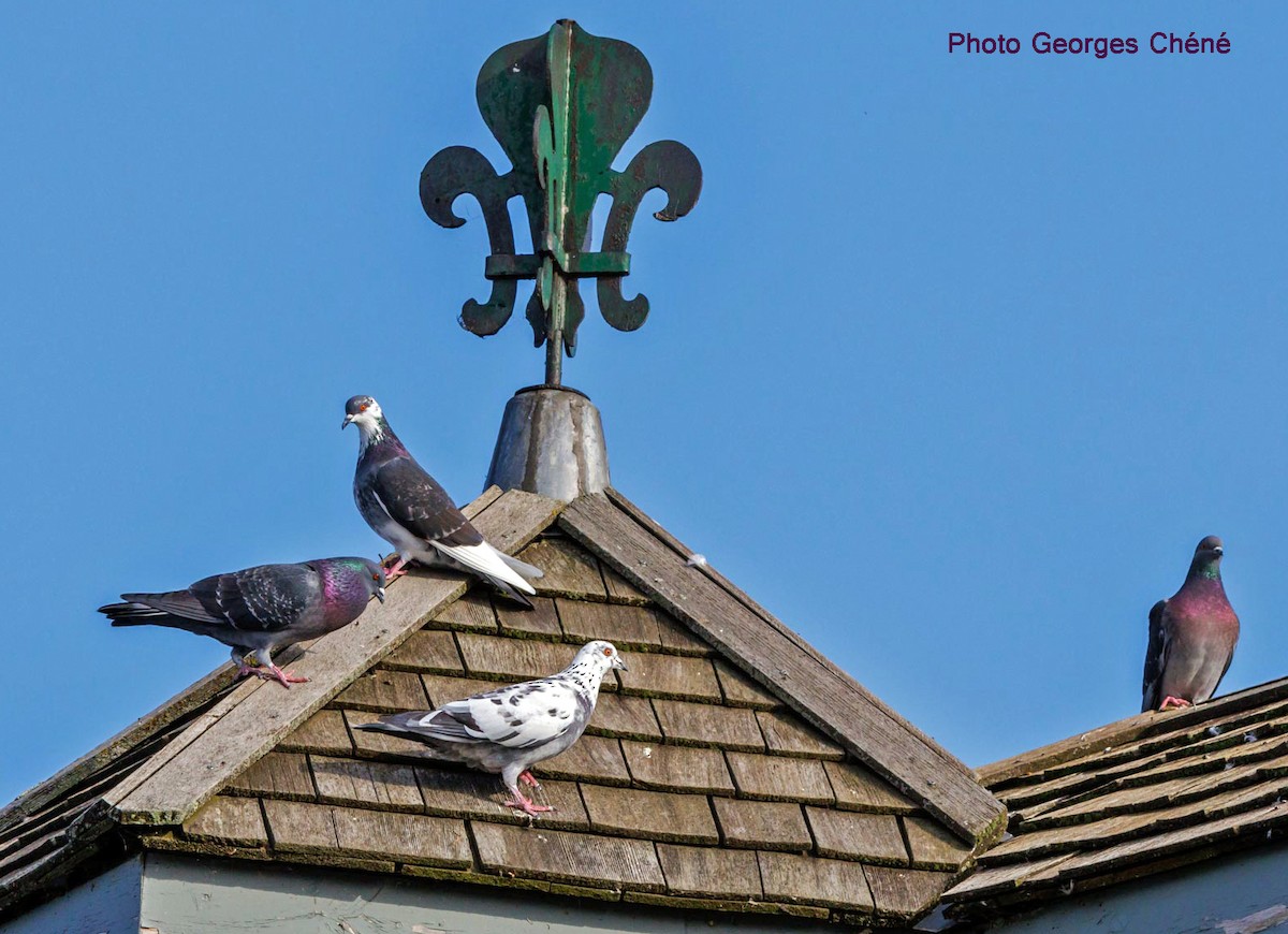 Rock Pigeon (Feral Pigeon) - ML610832532