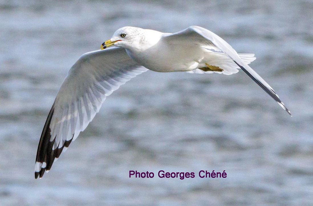 Ring-billed Gull - ML610832544